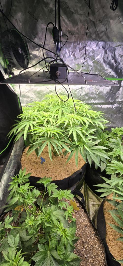 Sweet Cherry Kush Monster LSOK. Week 7