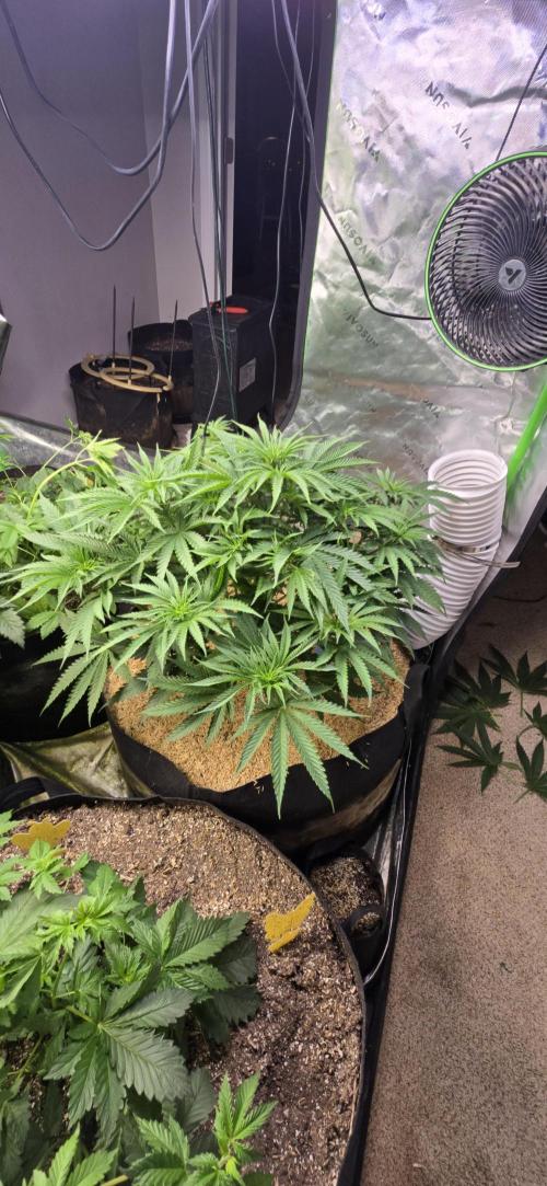 Sweet Cherry Kush Monster LSOK. Week 7