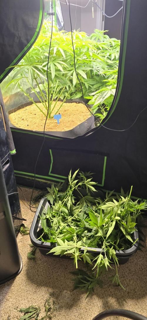 Sweet Cherry Kush Monster LSOK. Week 7 - Lollipoping trim