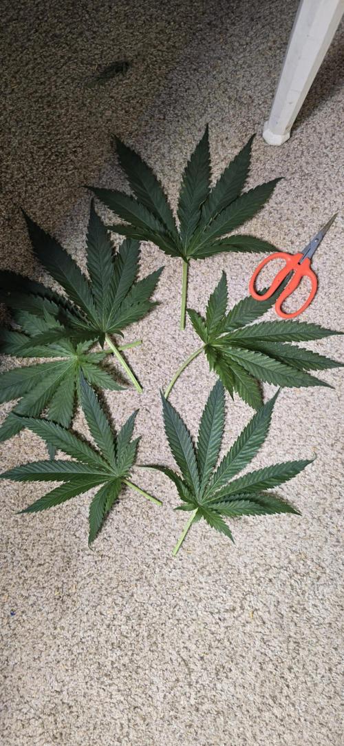 Sweet Cherry Kush Monster LSOK. Week 7 - Fan leaves larger than my hand