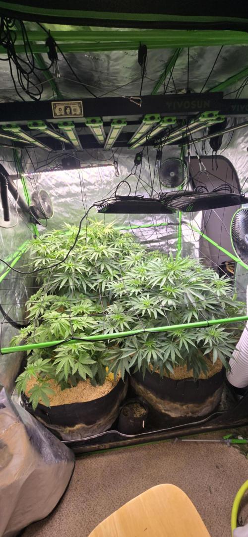 Sweet Cherry Kush Monster LSOK. Week 8