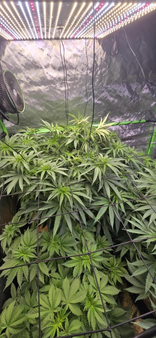 Sweet Cherry Kush Monster LSOK. Week 8