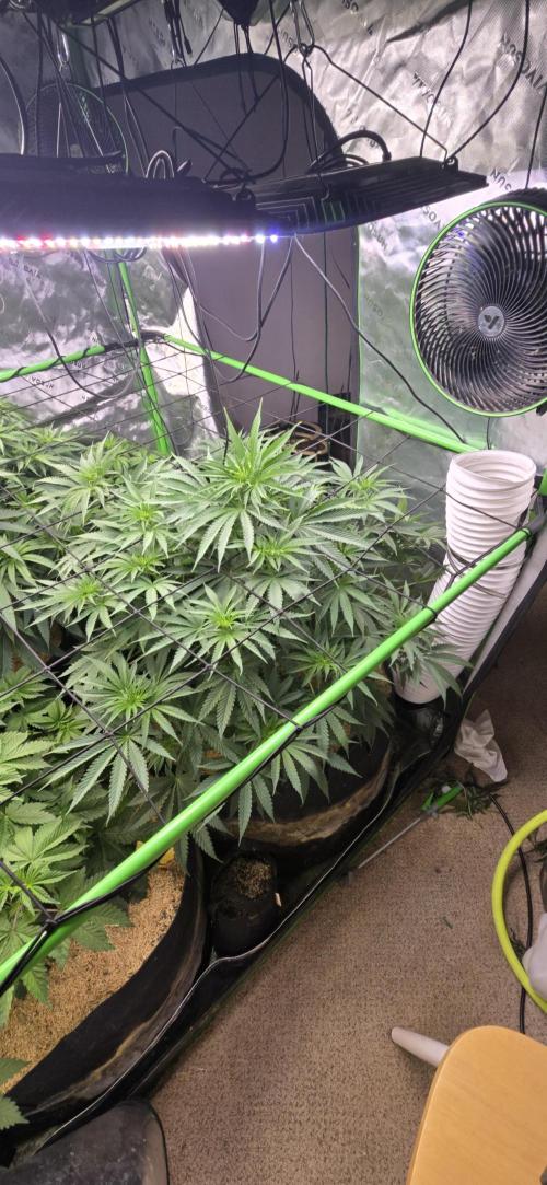 Sweet Cherry Kush Monster LSOK. Week 8