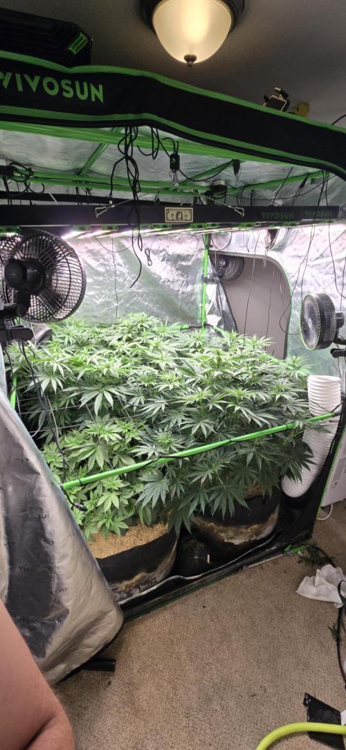 Sweet Cherry Kush Monster LSOK. Week 9
