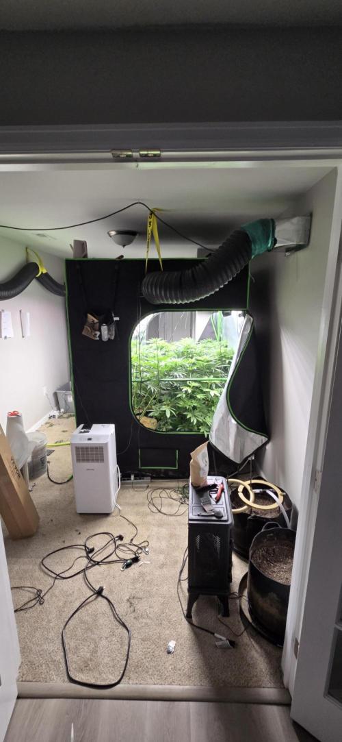 Sweet Cherry Kush Monster LSOK. Week 10