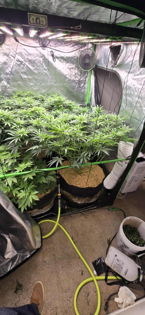 Sweet Cherry Kush Monster LSOK. Week 10