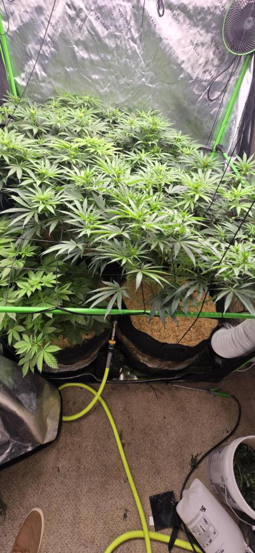 Sweet Cherry Kush Monster LSOK. Week 10