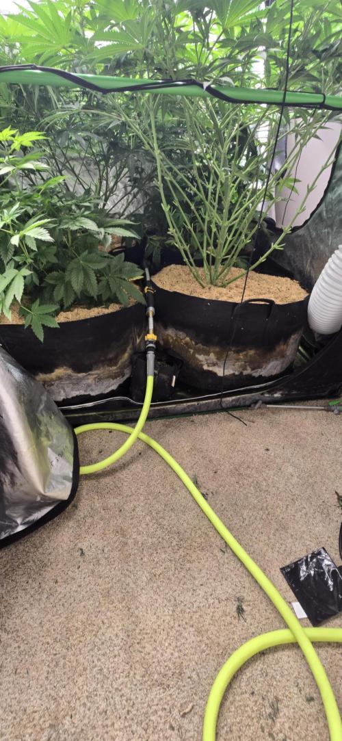 Sweet Cherry Kush Monster LSOK. Week 10
