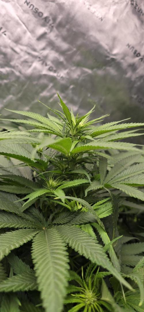 Sweet Cherry Kush Monster LSOK. Week 10