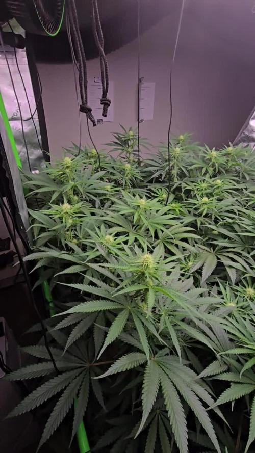 Sweet Cherry Kush Monster LSOK