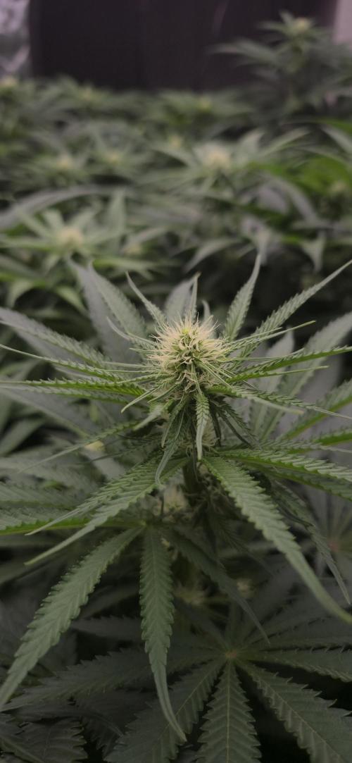 Sweet Cherry Kush Monster LSOK. Week 11