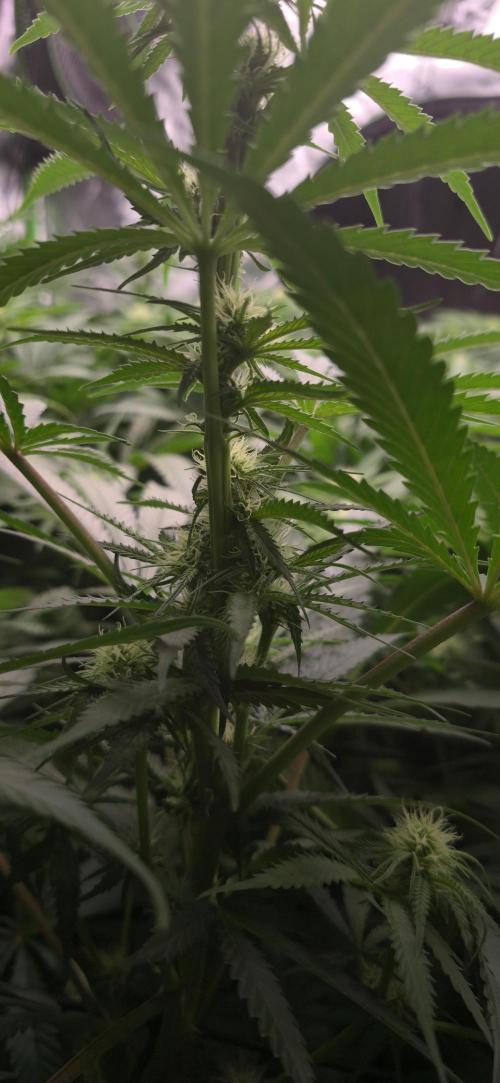 Sweet Cherry Kush Monster LSOK. Week 11