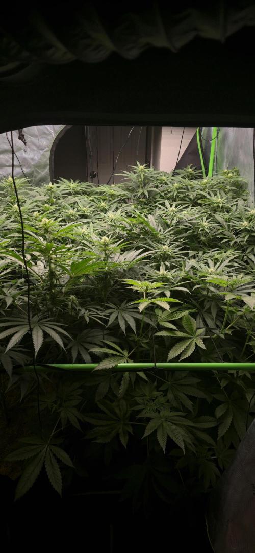 Sweet Cherry Kush Monster LSOK. Week 11