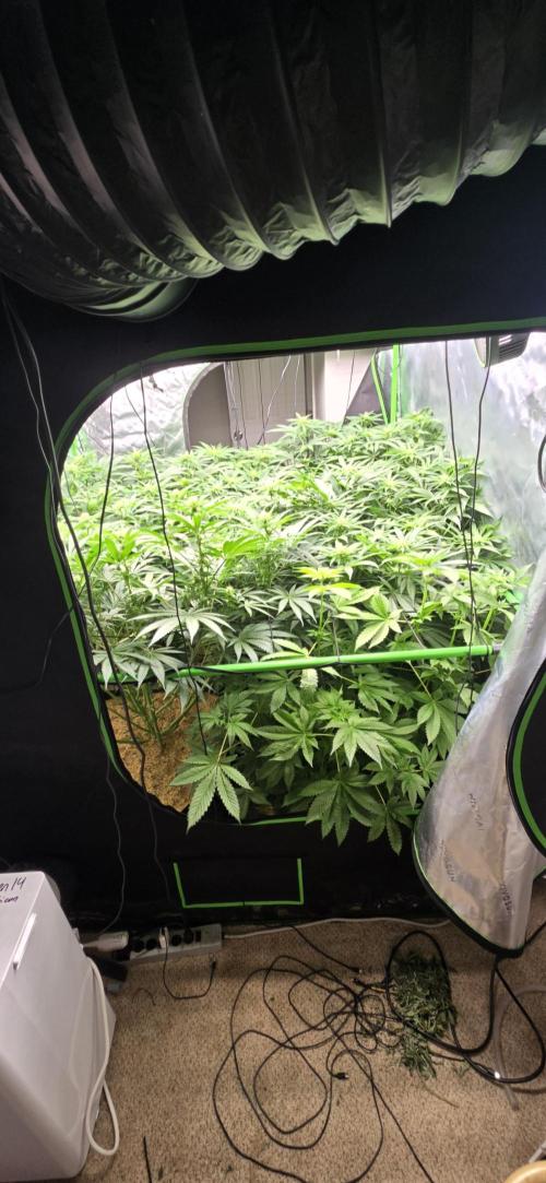 Sweet Cherry Kush Monster LSOK. Week 11