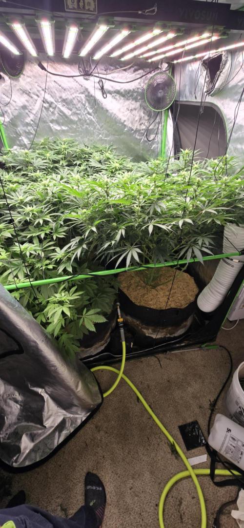 Sweet Cherry Kush Monster LSOK. Week 11