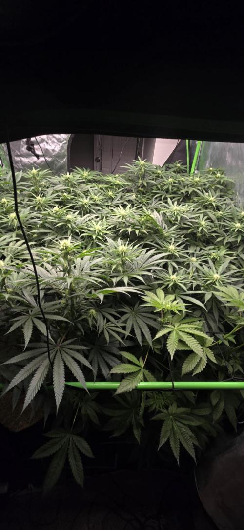 Sweet Cherry Kush Monster LSOK. Week 11