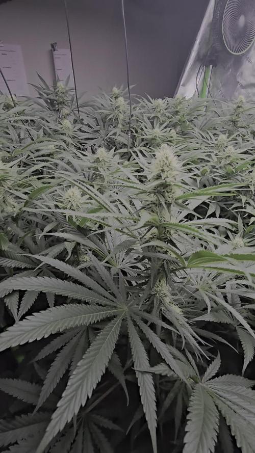 Sweet Cherry Kush Monster LSOK