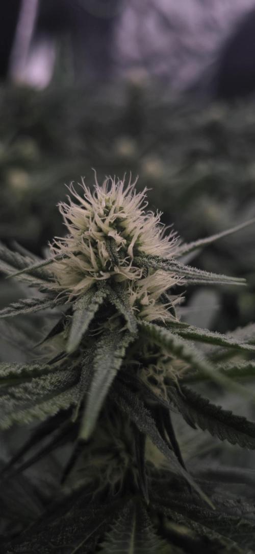 Sweet Cherry Kush Monster LSOK. Week 12