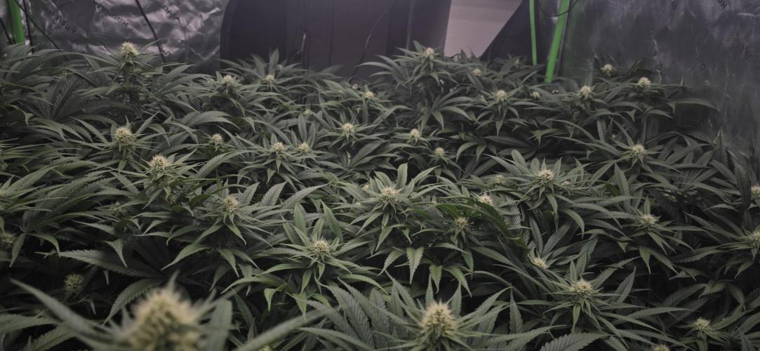 Sweet Cherry Kush Monster LSOK. Week 12