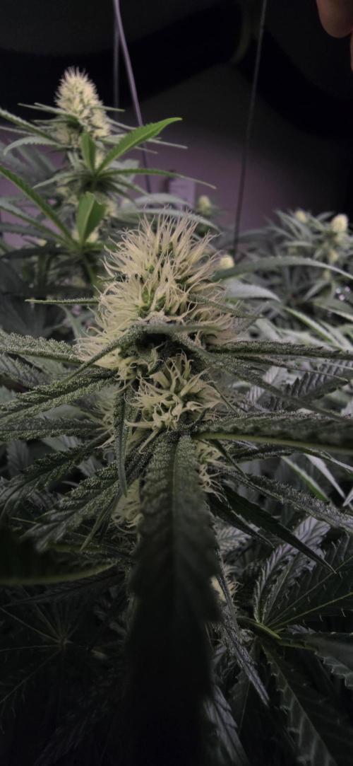 Sweet Cherry Kush Monster LSOK. Week 12
