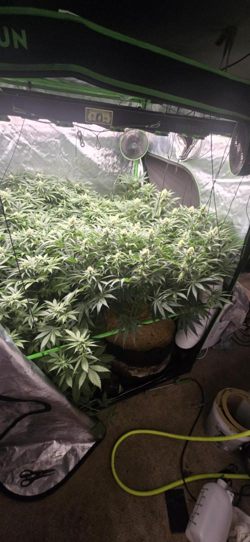 Sweet Cherry Kush Monster LSOK. Week 13