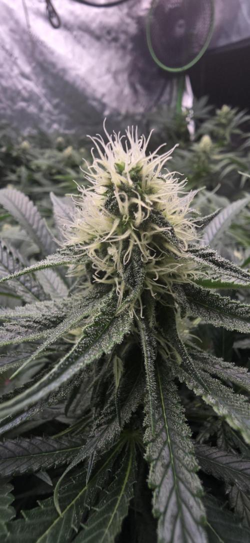 Sweet Cherry Kush Monster LSOK. Week 13