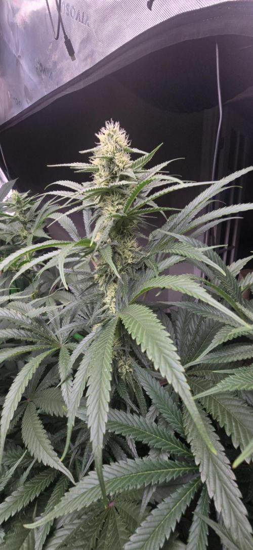 Sweet Cherry Kush Monster LSOK. Week 13