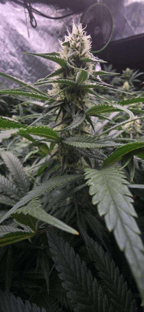 Sweet Cherry Kush Monster LSOK. Week 13