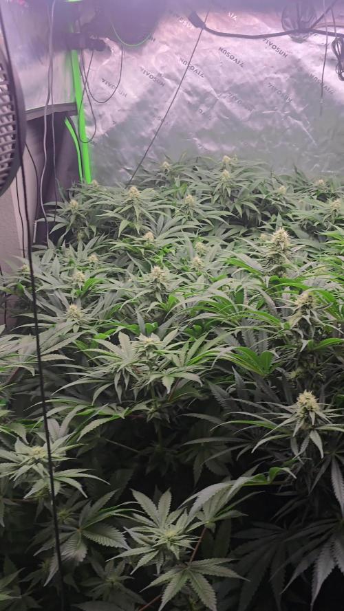Sweet Cherry Kush Monster LSOK