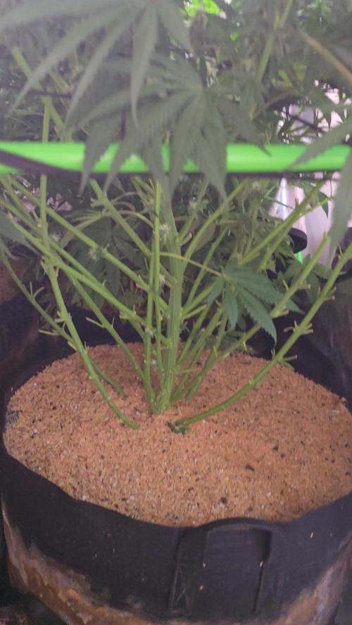 Sweet Cherry Kush Monster LSOK