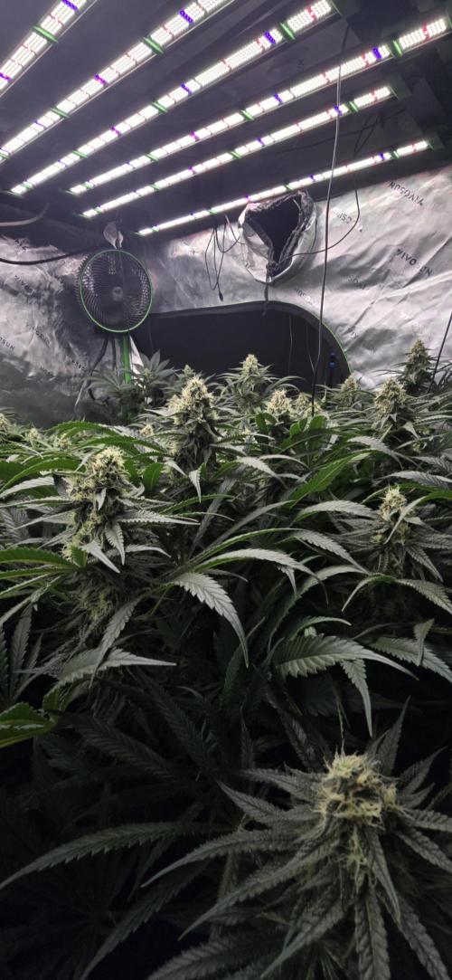 Sweet Cherry Kush Monster LSOK. Week 14