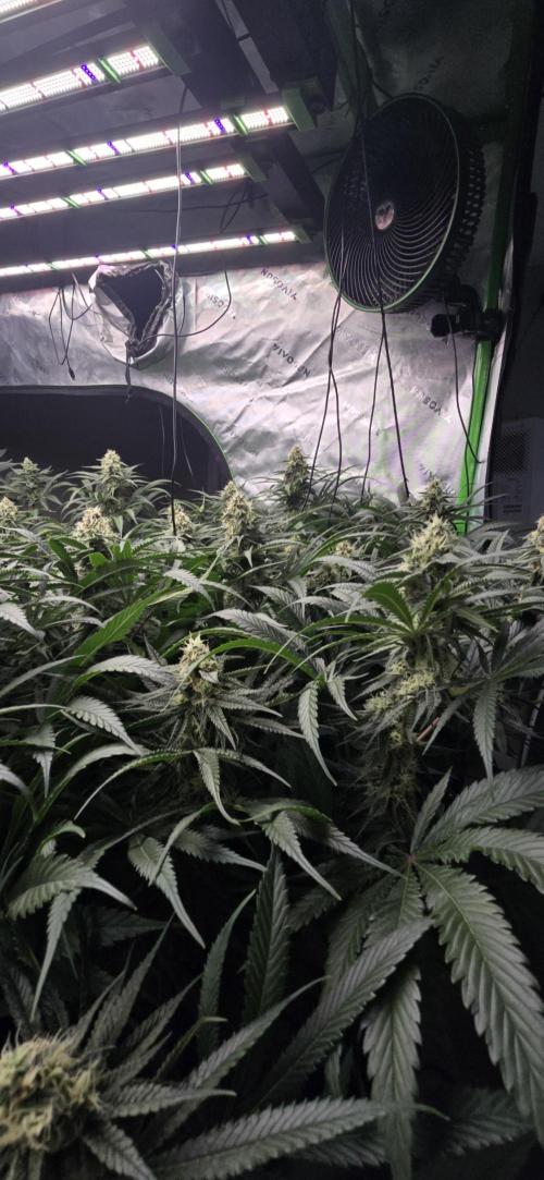 Sweet Cherry Kush Monster LSOK. Week 14