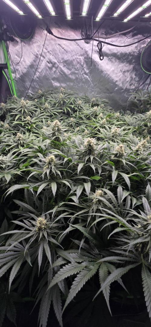 Sweet Cherry Kush Monster LSOK. Week 14