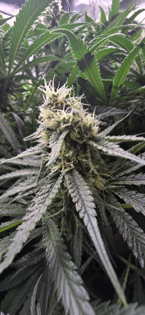 Sweet Cherry Kush Monster LSOK. Week 14