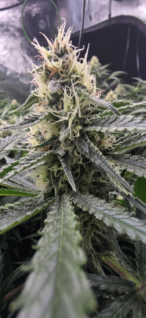 Sweet Cherry Kush Monster LSOK. Week 14