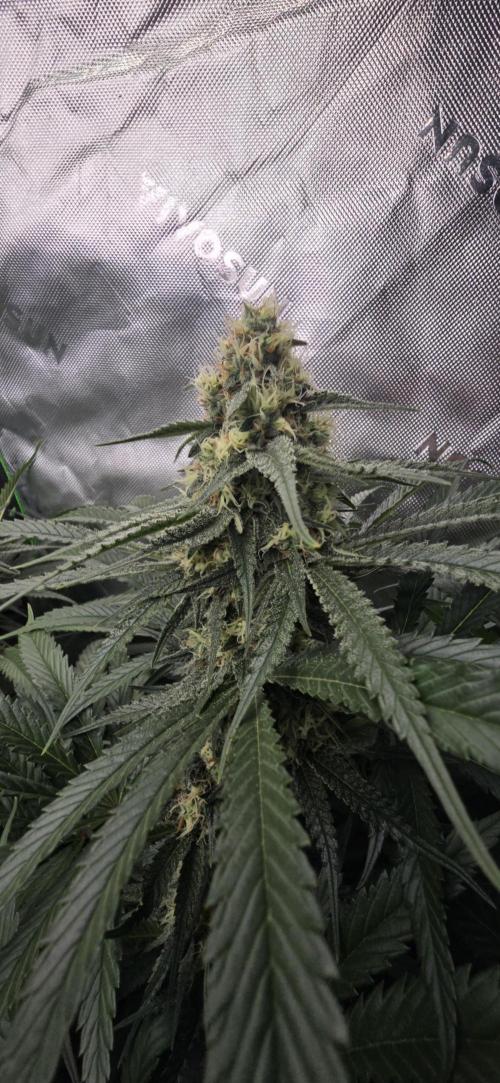 Sweet Cherry Kush Monster LSOK. Week 14