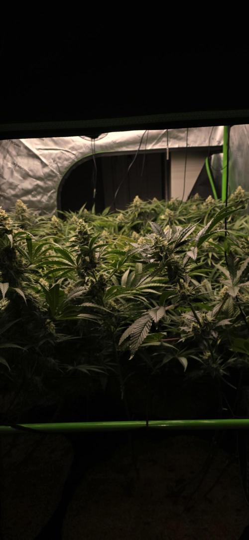 Sweet Cherry Kush Monster LSOK. Week 15