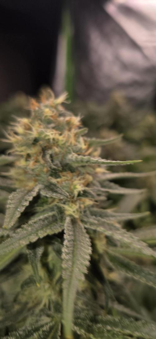 Sweet Cherry Kush Monster LSOK. Week 15