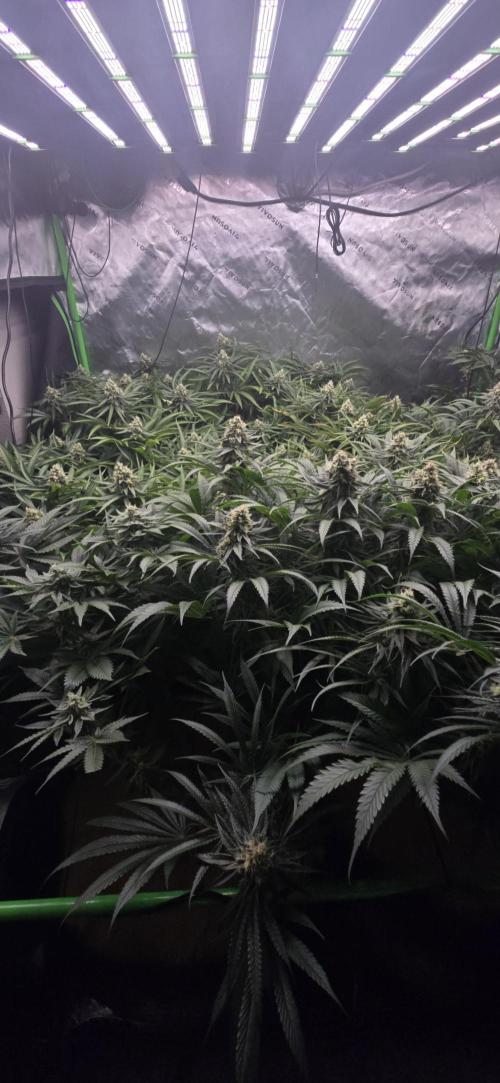 Sweet Cherry Kush Monster LSOK. Week 15