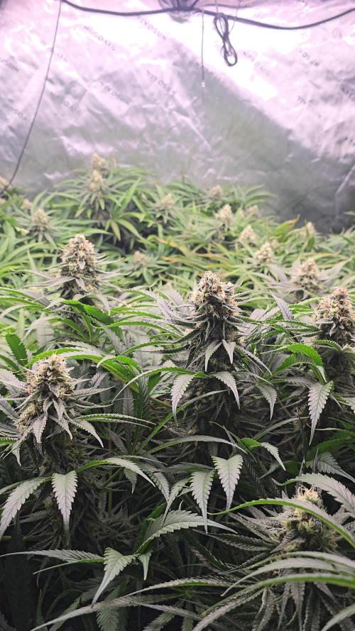 Sweet Cherry Kush Monster LSOK