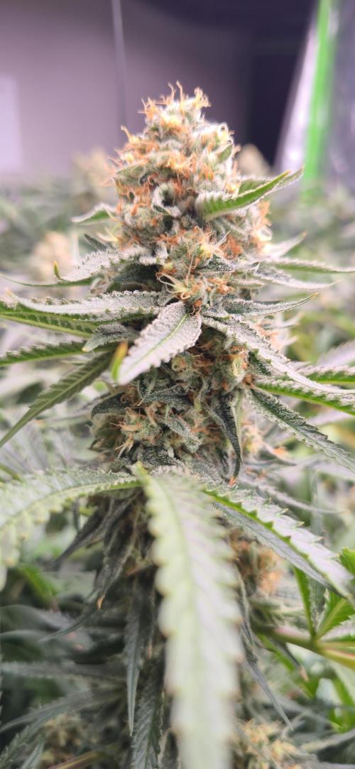 Sweet Cherry Kush Monster LSOK. Week 16