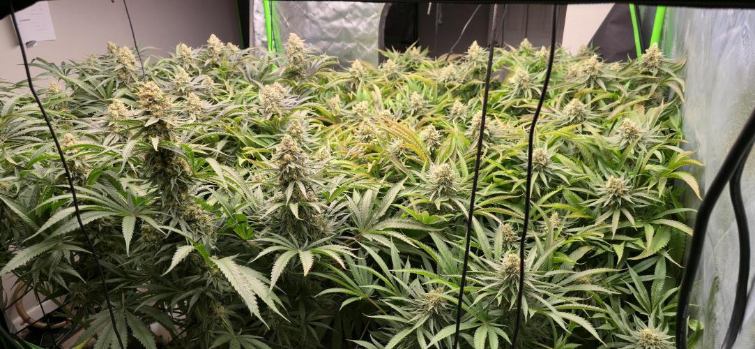 Sweet Cherry Kush Monster LSOK. Week 16