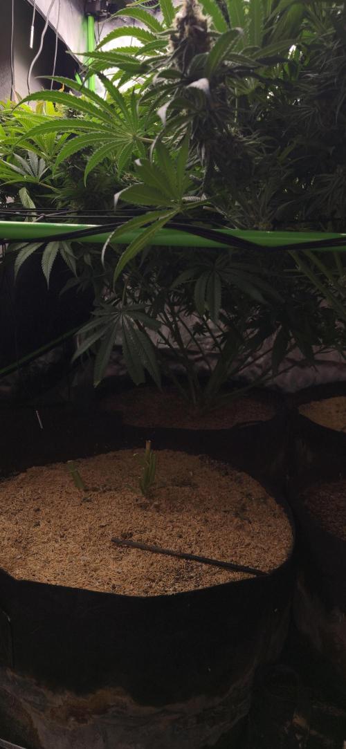 Sweet Cherry Kush Monster LSOK. Week 16