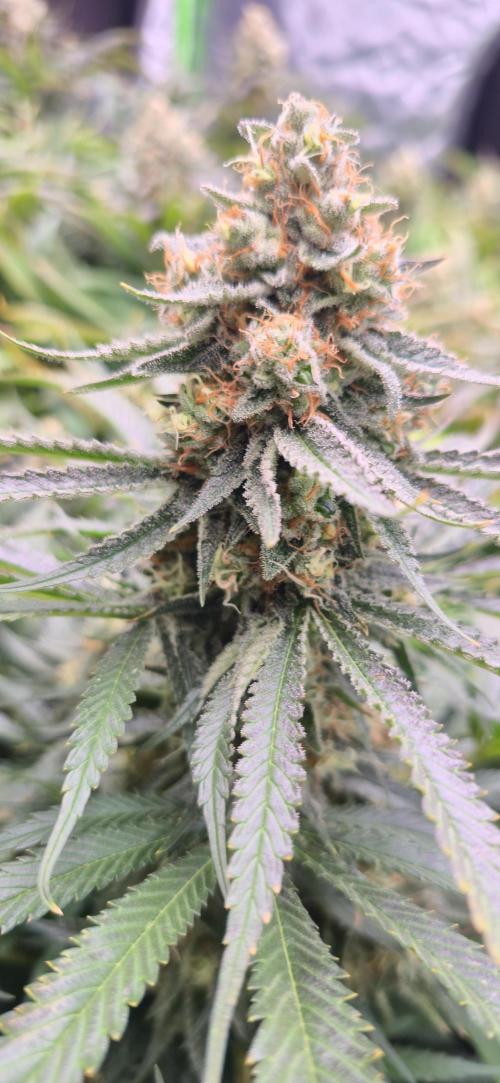 Sweet Cherry Kush. Week 16