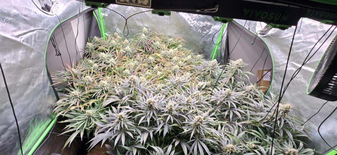 Sweet Cherry Kush Monster LSOK. Week 17