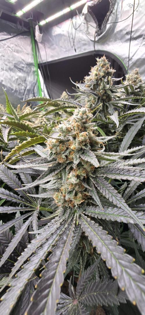 Sweet Cherry Kush Monster LSOK. Week 17