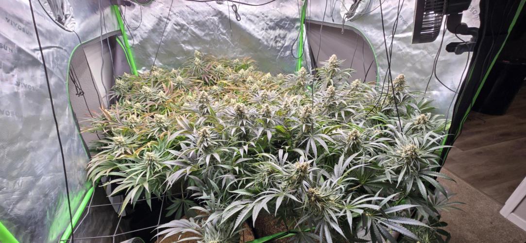 Sweet Cherry Kush. Week 17