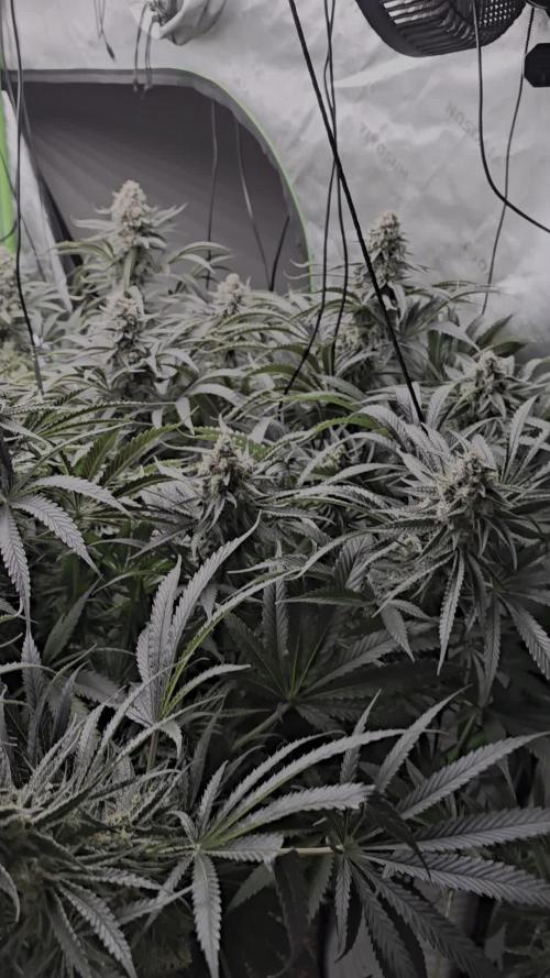 Sweet Cherry Kush Monster LSOK