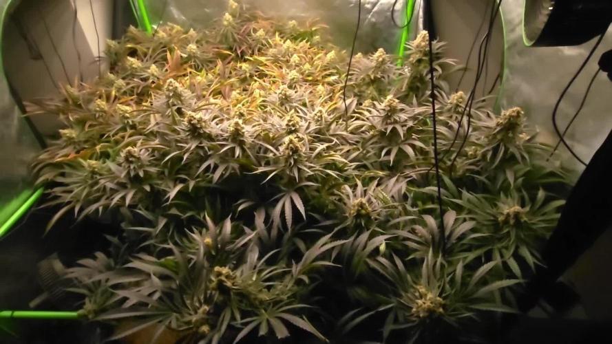 Sweet Cherry Kush Monster LSOK
