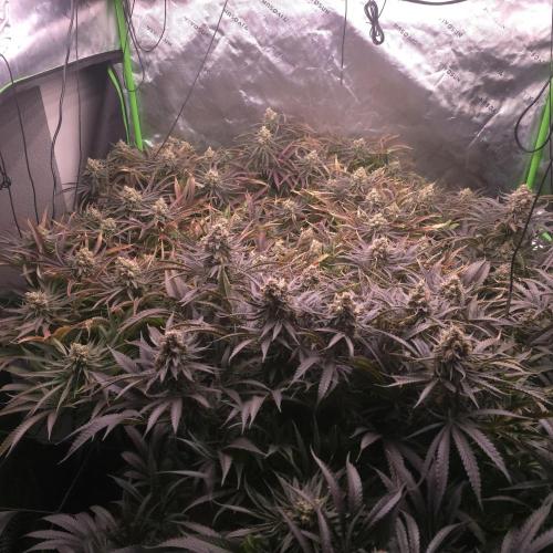 Sweet Cherry Kush Monster LSOK. Week 18